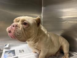 Shelter Stray Female Dog last seen , 14409 Vanowen St, Van Nuys, CA 91405, USA