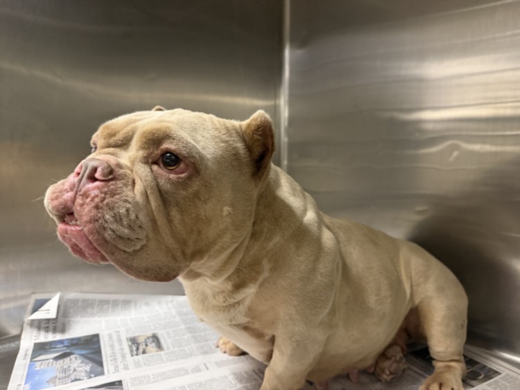 Shelter Stray Female Dog last seen , 14409 Vanowen St, Van Nuys, CA 91405, USA