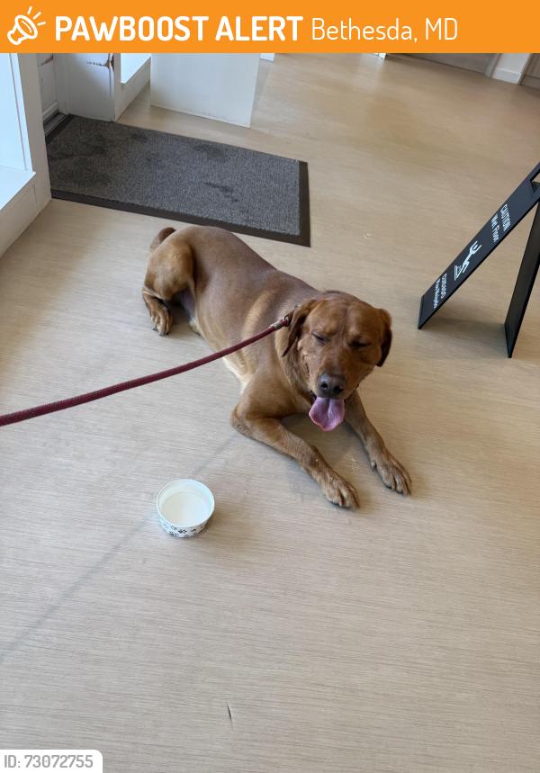 Found/Stray Male Dog last seen Camrose Terrace between Montauk and Mayfield, Bethesda, MD 20817