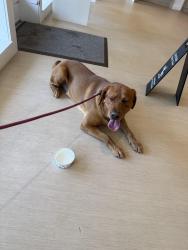 Found/Stray Male Dog last seen Camrose Terrace between Montauk and Mayfield, Bethesda, MD 20817