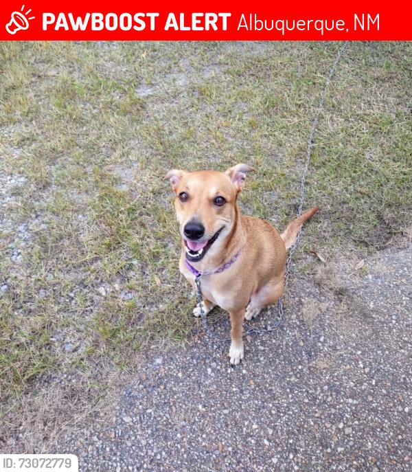 Lost Female Dog last seen Chelwood Park & Copper, Albuquerque, NM 87123