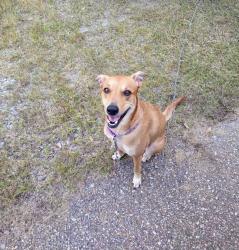 Lost Female Dog last seen Chelwood Park & Copper, Albuquerque, NM 87123