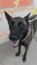 Shelter Stray Female Dog last seen CORNEJO DRIVE, 333 Chandler Pl, San Bernardino, CA 92408, USA