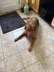 Reunited Male Dog last seen Comrose and Montauk, North Bethesda, MD 20817