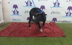 Shelter Stray Female Dog last seen , 2769 Conroy Rd, Orlando, FL 32839, USA