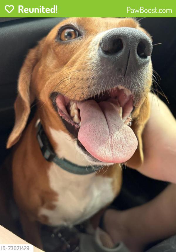 Reunited Female Dog last seen Nicosia point, Citrus County, FL 34433