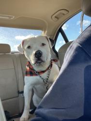 Lost Male Dog last seen Spotsyvania, Fredericksburg, VA 22401