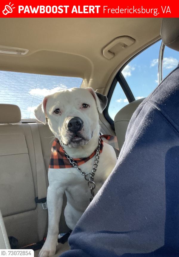 Lost Male Dog last seen Spotsyvania, Fredericksburg, VA 22401