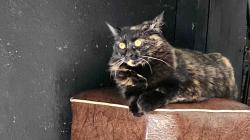 Reunited Female Cat last seen Hembree, Windsor, CA 95492
