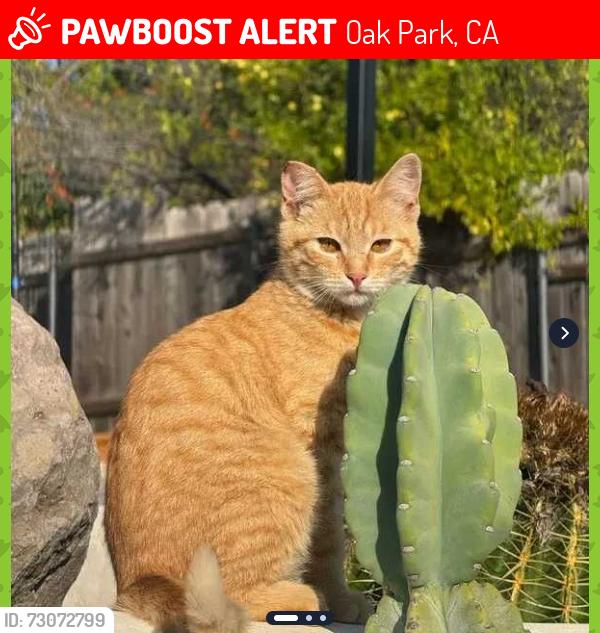 Lost Male Cat last seen Pavillions, Oak Park, CA, Oak Park, CA 91377