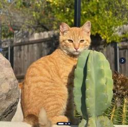 Lost Male Cat last seen Pavillions, Oak Park, CA, Oak Park, CA 91377