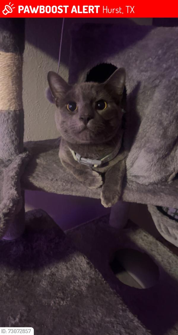 Lost Male Cat last seen Highway 10, Hurst, TX 76053