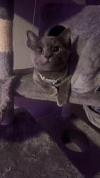 Lost Male Cat last seen Highway 10, Hurst, TX 76053