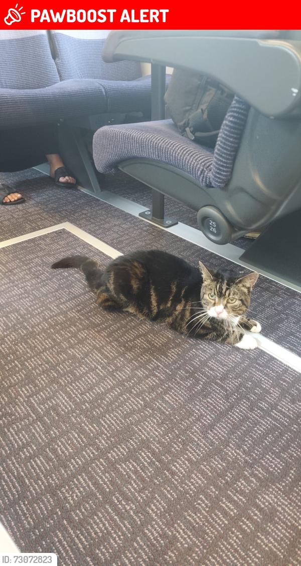 Lost Male Cat last seen Near Go Local shop near Thurnscoe train station, Thurnscoe, England S63 0LU