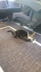 Lost Male Cat last seen Near Go Local shop near Thurnscoe train station, Thurnscoe, England S63 0LU