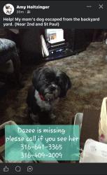 Lost Female Dog last seen St Paul and 2nd, Wichita, KS 67203