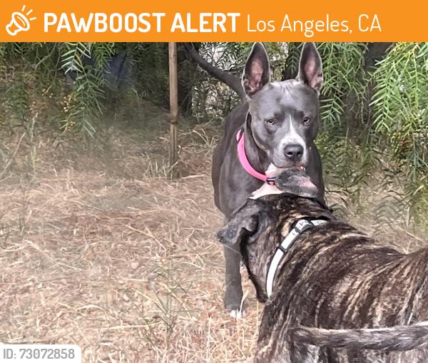 Found/Stray Male Dog last seen Lincoln High Place & North Broadway, Los Angeles, CA 90031