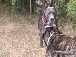 Found/Stray Male Dog last seen Lincoln High Place & North Broadway, Los Angeles, CA 90031