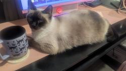 Lost Female Cat last seen Park Avenue and Dartmouth, Hemet, CA 92544