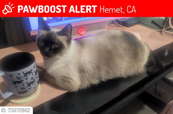 Lost Female Cat last seen Park Avenue and Dartmouth, Hemet, CA 92544