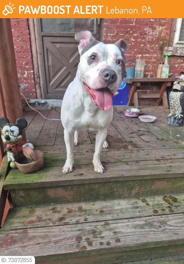 Found/Stray Male Dog last seen 12th and Cumberland sts. Lebanon pa , Lebanon, PA 17042