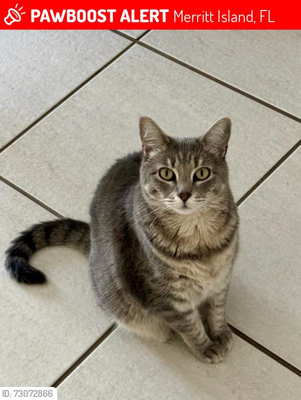 Lost Female Cat last seen Gator Drive, Dollar General, Moose Lodge, Merritt Island, FL 32953