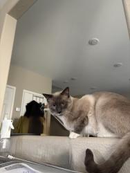 Reunited Male Cat last seen Fort Apache and woodscape, Spring Valley, NV 89148