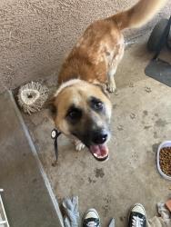 Found/Stray Male Dog last seen Charleston and lamb, Las Vegas, NV 89104