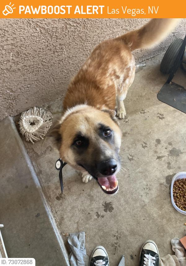 Found/Stray Male Dog last seen Charleston and lamb, Las Vegas, NV 89104