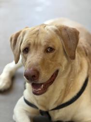 Found/Stray Male Dog last seen Meridan and Warner - Radiance Neighborhood, Apache Junction, AZ 85212
