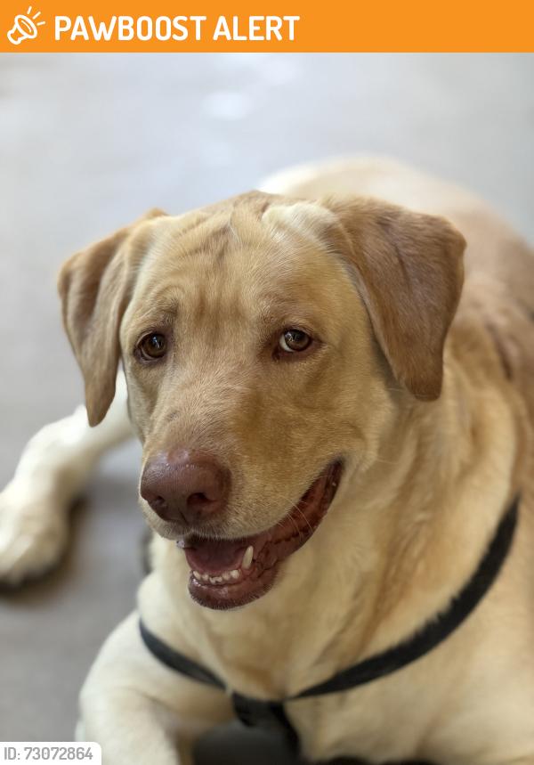 Found/Stray Male Dog last seen Meridan and Warner - Radiance Neighborhood, Apache Junction, AZ 85212