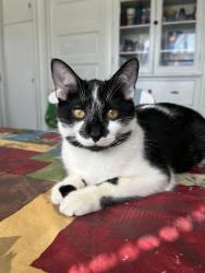 Lost Female Cat last seen Cereal , Chicago, IL 60623