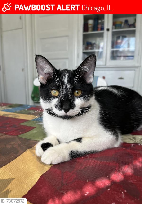 Lost Female Cat last seen Cereal , Chicago, IL 60623