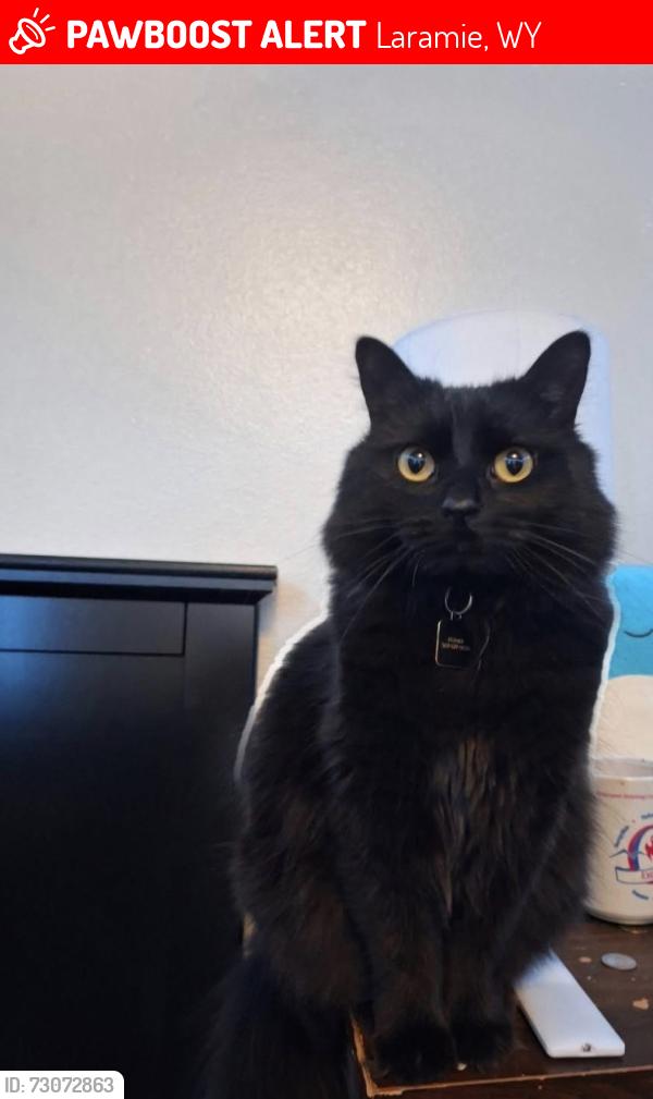 Lost Female Cat last seen 15th & Beaufort ave, Laramie, WY 82072