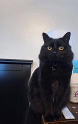 Lost Female Cat last seen 15th & Beaufort ave, Laramie, WY 82072