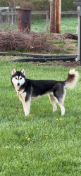 Lost Female Dog last seen 56th and Kessler , Indianapolis, IN 46228