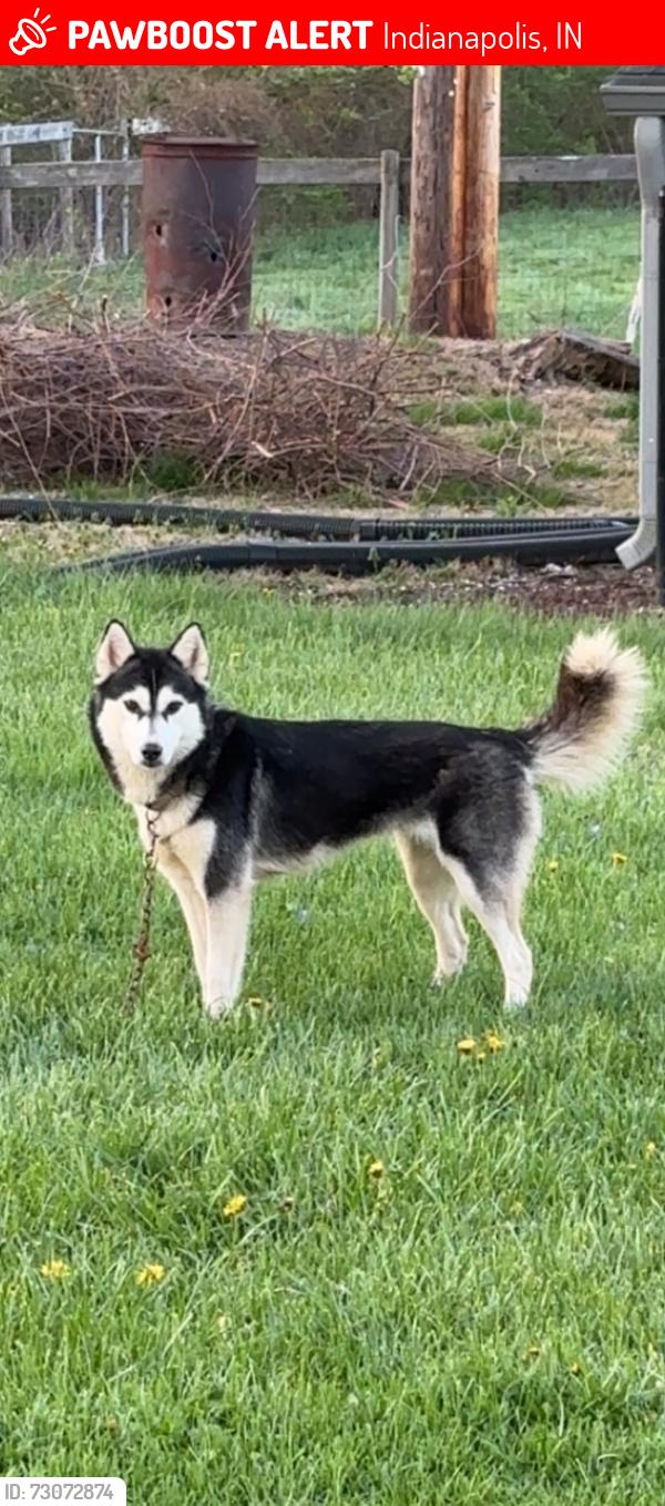 Lost Female Dog last seen 56th and Kessler , Indianapolis, IN 46228
