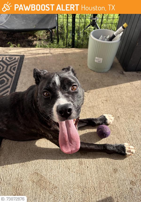 Found/Stray Male Dog last seen Colchester creek Ct, Houston, TX 77047