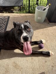 Found/Stray Male Dog last seen Colchester creek Ct, Houston, TX 77047