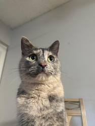 Reunited Female Cat last seen Arapahoe, S Dayton, Englewood, CO 80111