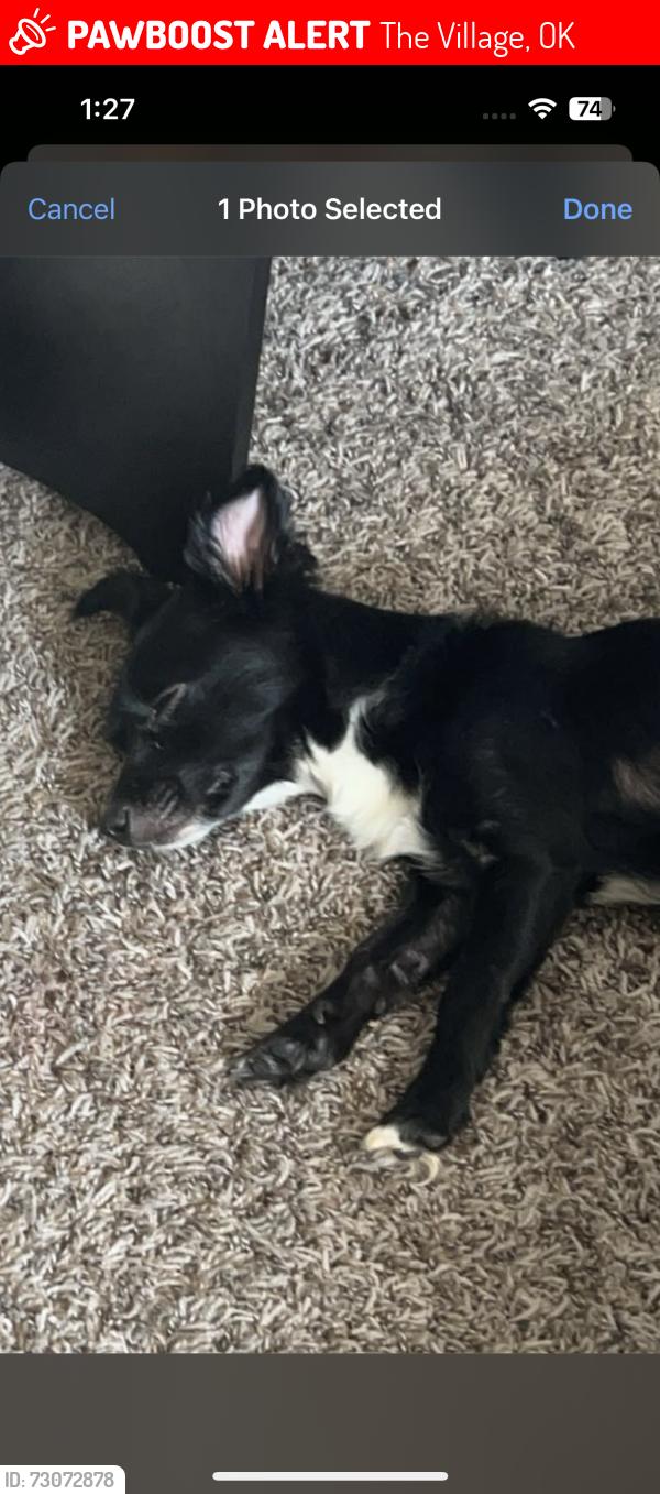 Lost Female Dog last seen The village area, The Village, OK 73120