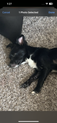 Lost Female Dog last seen The village area, The Village, OK 73120