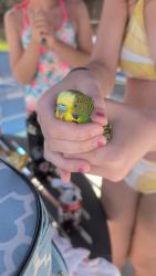 Found/Stray Unknown Bird last seen Ridgewood Pool, Lake Ridge, VA 22192