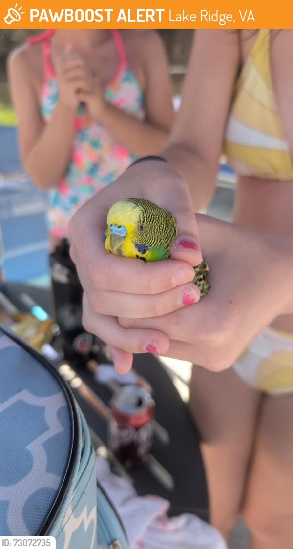 Found/Stray Unknown Bird last seen Ridgewood Pool, Lake Ridge, VA 22192