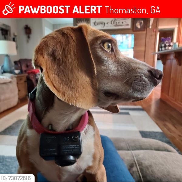 Lost Female Dog last seen Ellerbeetown & Hickman Fork Road, Thomaston, GA 30286