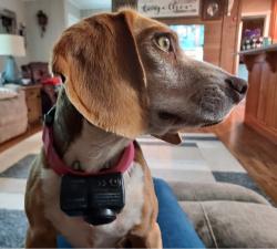 Lost Female Dog last seen Ellerbeetown & Hickman Fork Road, Thomaston, GA 30286