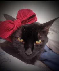 Reunited Female Cat last seen Coxwell and Gerard , Toronto, ON M4L