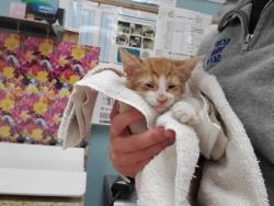 Shelter Stray Male Cat last seen Opfer Lentz Rd, 43445, OH, 827 Illinois Ave, Maumee, OH 43537, USA