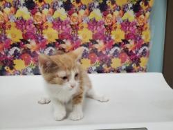 Shelter Stray Female Cat last seen Opfer Lentz Rd, 43445, OH, 827 Illinois Ave, Maumee, OH 43537, USA