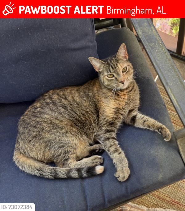 Lost Female Cat last seen Brook Highland near Hwy 280, Birmingham, AL 35242